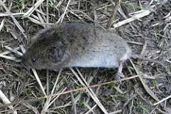 Mole & Vole Pest Control Calgary