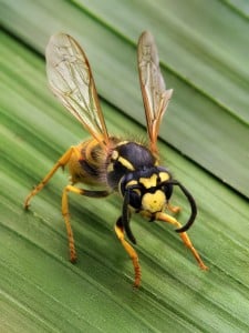 pest control calgary